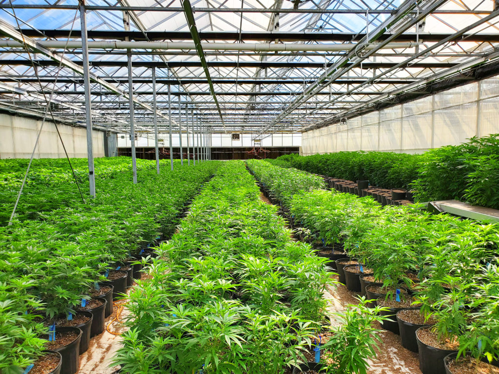 Heartland Industries Wholesale Marijuana Greenhouse